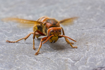 European Wasp