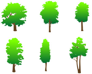 Fototapeta premium Green trees