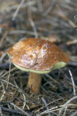 mushroom (talcum powder)