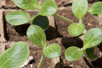 Plantlet of cucumber
