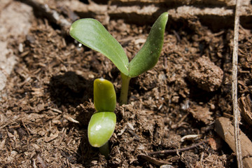Plantlet of cantaloup