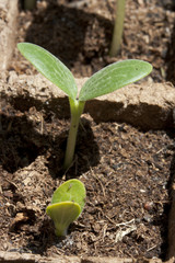 Plantlet of cantaloup