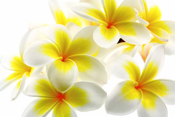 fleurs jaunes de frangipanier, fond blanc