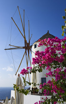 Fototapeta Windmühle mit Blumenpracht in Oia