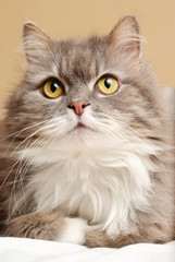 persian cat on bed