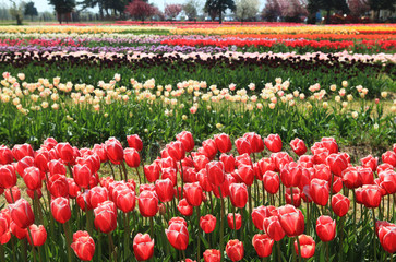 Red Tulips Field