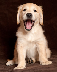 puppy-dogs