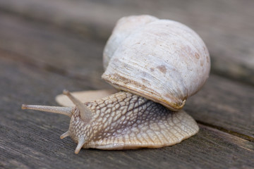 snail