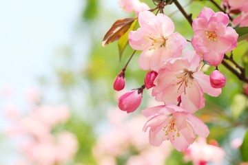 Spring flower