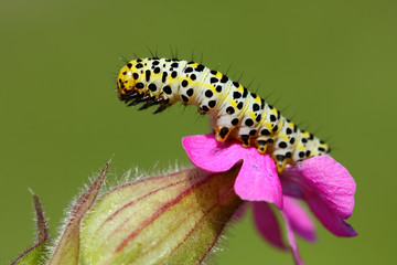 Caterpillar on flower bud