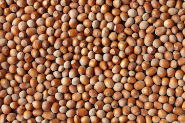 background of hazelnut
