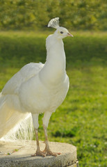 Fierté de paon blanc