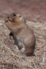 Naklejka na ściany i meble Black-tailed Prairie Marmot