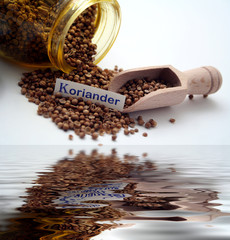 Koriander