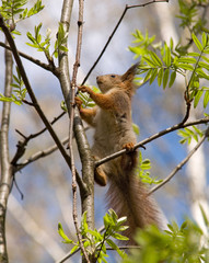squirrel