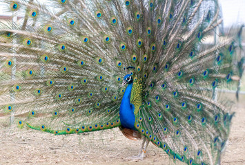 Obraz premium Beautiful spread of a peacock