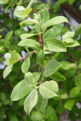 Green sprig on green background
