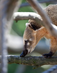 Obraz premium Close-up portrait of a very cute White-nosed Coati (Nasua narica