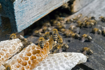 Bees on hive 13