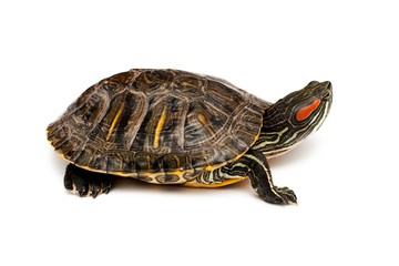 Naklejka premium Red eared turtle