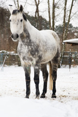 dapple-gray horse