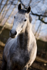 Obraz na płótnie Canvas dapple-gray horse