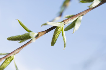 branch