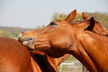 Pferde - Fellfpflege