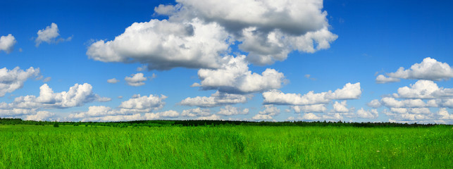 Fototapeta na wymiar Rolling Green Field Panorama