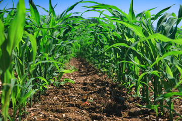 Row of corn on an agricultural field.
