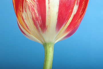 Green stem and part of blossomed bud of red tulip flower