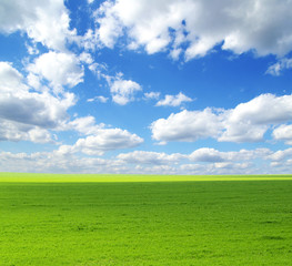 Fototapeta premium field