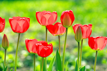 tulips