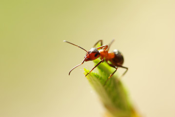 ant