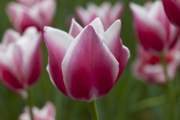 赤い色のチューリップ畑