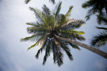 Palm in Candidasa