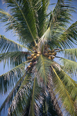 Coconut Tree