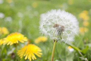 dandelion in a field