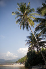 Fototapeta na wymiar Palm w Candidasa