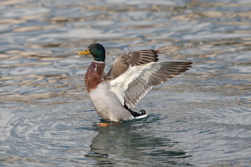 Erpel spreizt die Flügel