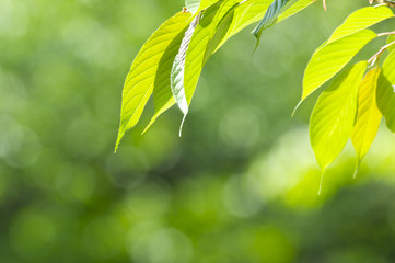 新緑の桜の葉