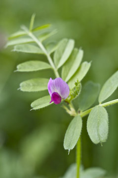 169 最適な カラスノエンドウ 画像 ストック写真 ベクター Adobe Stock