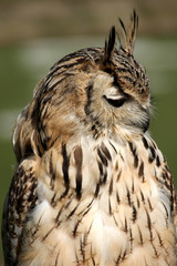 Portrait of a Bengal Eagle Owl