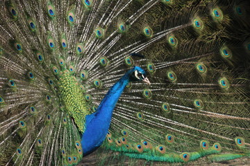 Obraz premium Peacock