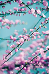 Tender pink sakura background
