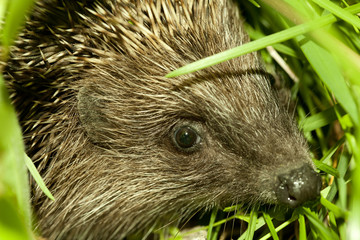 hedgehog head close up