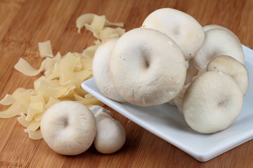 Oyster fungus