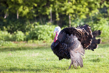 free range turkey cock