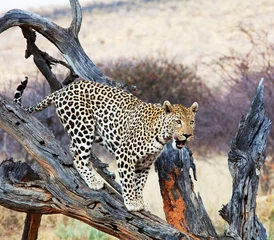 Deurstickers Leopard © Galyna Andrushko