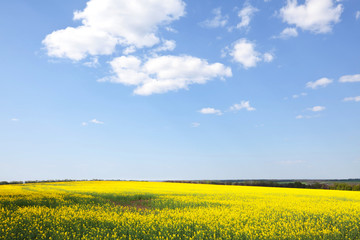 Fototapeta premium Summer field